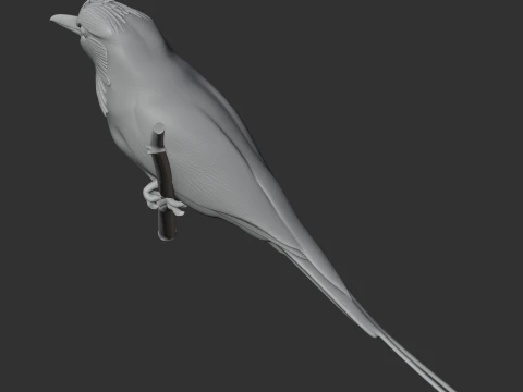 P&aacute;ssaro Rolo Terrestre Modelo 3D
