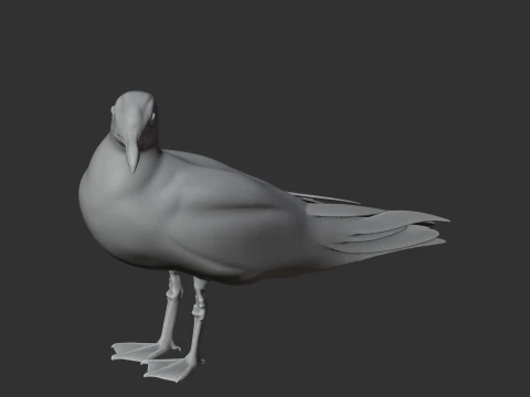 Gaivota Modelo 3D