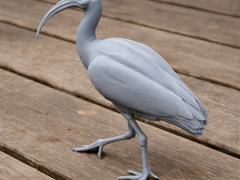 Ibis 3D Model