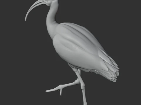 Ibis 3D Model