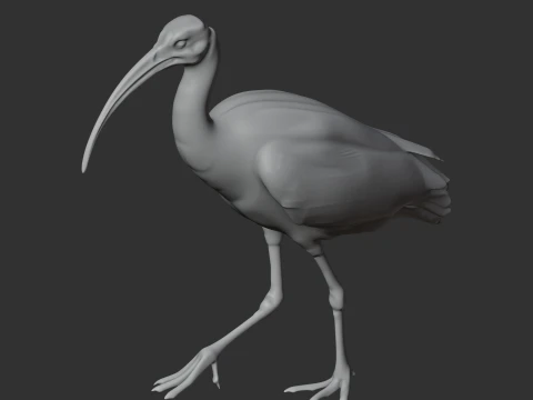 Ibis 3D Model