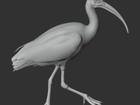 Ibis 3D Model