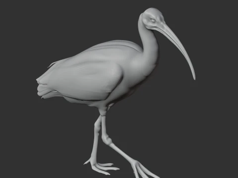 Ibis 3D Model