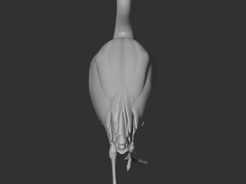 Ibis 3D Model