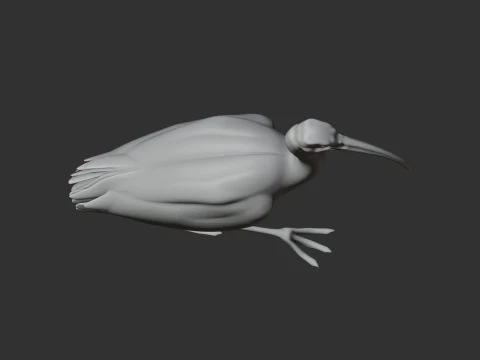 Ibis 3D Model