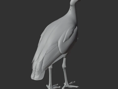 Megapode Bird 3D Model