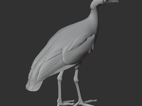 Megapode Bird 3D Model