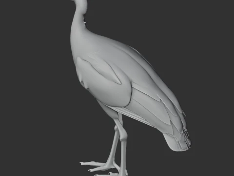 Megapode Bird 3D Model