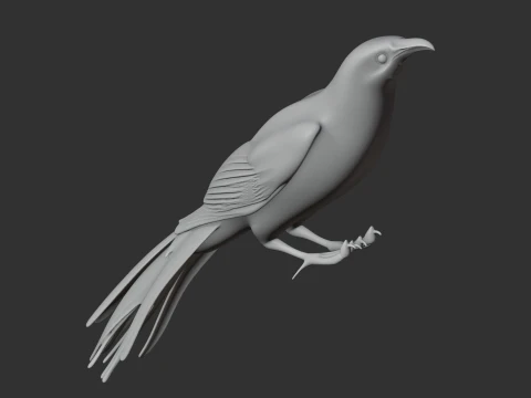 New Zealand Wattlebird Bird 3D Model