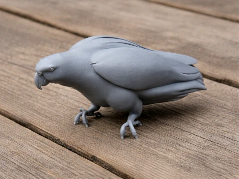 Pappagallo grigio africano Modello 3D