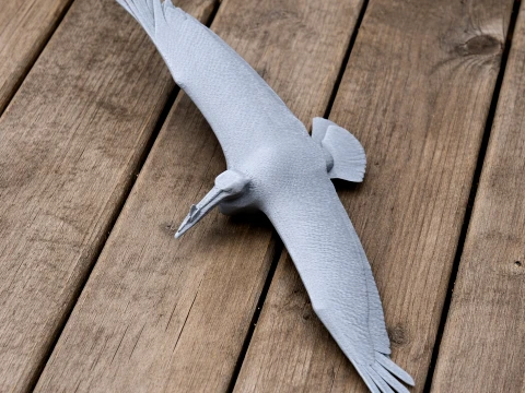Amerikanischer Wei&szlig;pelikan 3D Modell