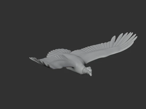 Andean Condor 3D Model