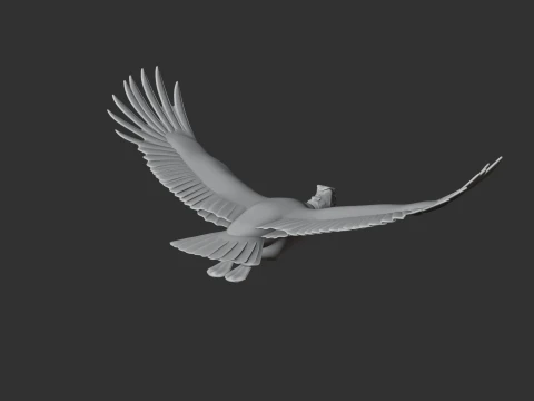 Andean Condor 3D Model