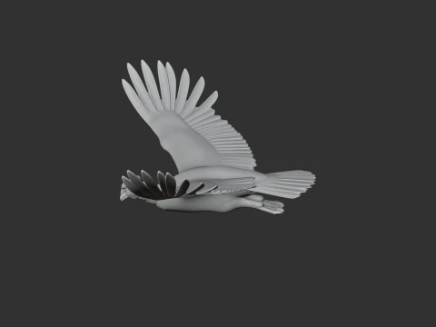Andean Condor 3D Model