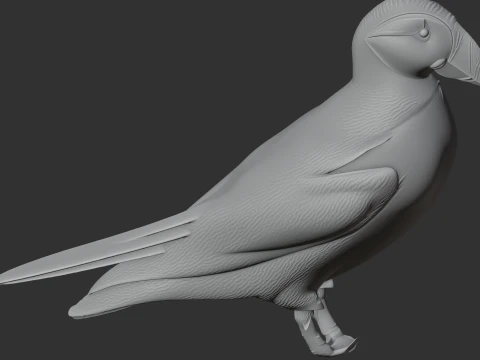 Atlantic Puffin 3D Model