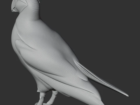 Atlantic Puffin 3D Model