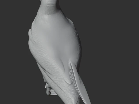 Atlantic Puffin 3D Model