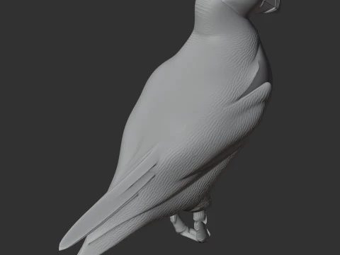 Atlantic Puffin 3D Model