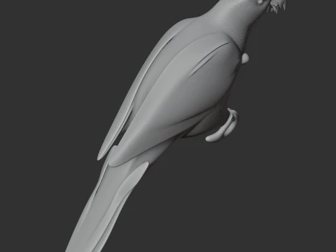 Blue-fronted Amazon 3D Model