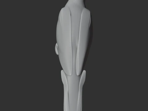 Blue-fronted Amazon 3D Model
