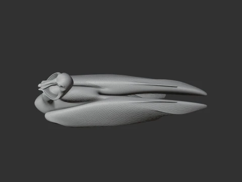 Brown Pelican 3D Model