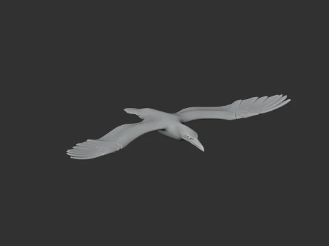 Cape Gannet 3D Model