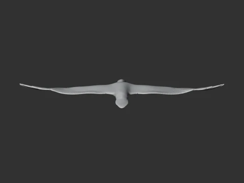 Cape Gannet 3D Model