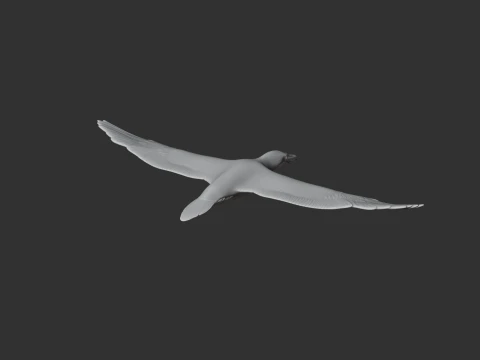 Cape Gannet 3D Model
