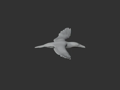 Cape Gannet 3D Model