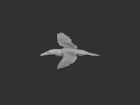 Cape Gannet 3D Model