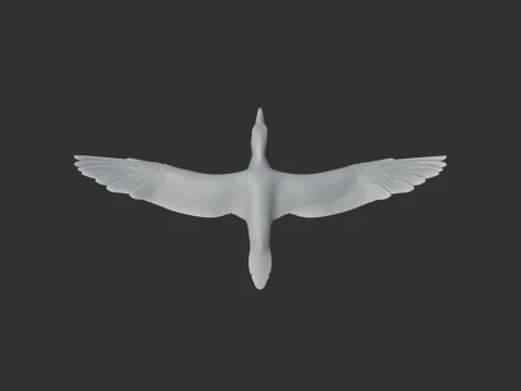 Cape Gannet 3D Model