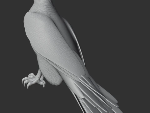 Ferruginous Hawk 3D Model