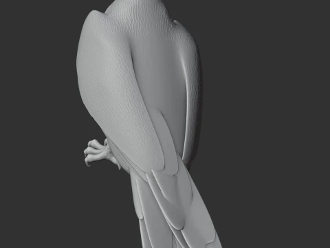 Ferruginous Hawk 3D Model