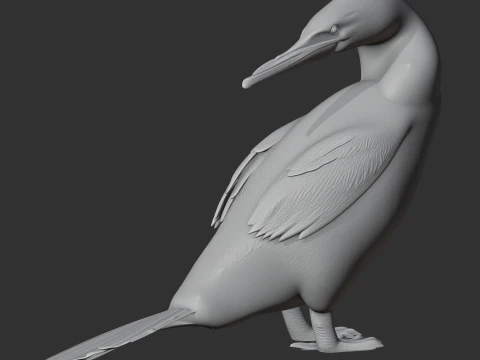 Flightless Cormorant 3D Model