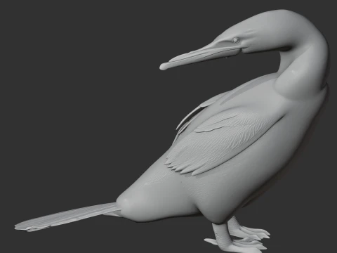 Flightless Cormorant 3D Model