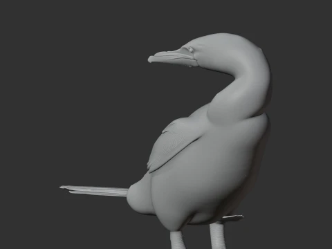 Flightless Cormorant 3D Model