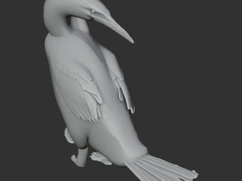 Flightless Cormorant 3D Model