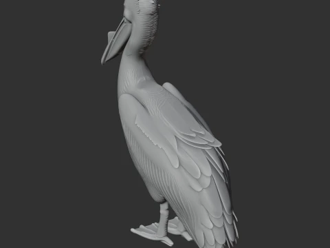 Great White Pelican 3D Model