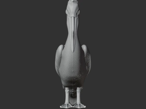 Great White Pelican 3D Model