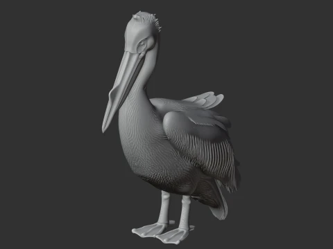 Great White Pelican 3D Model