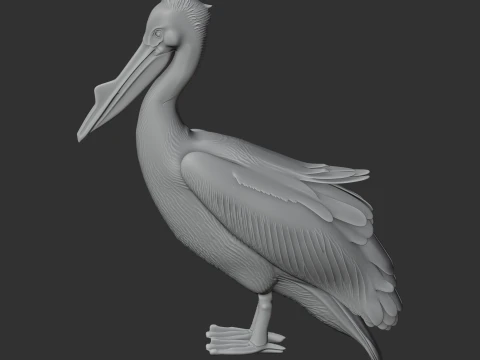 Great White Pelican 3D Model