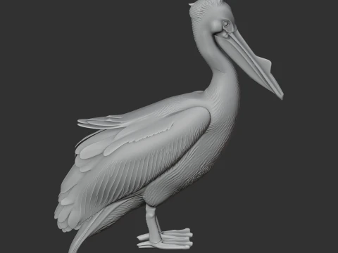Great White Pelican 3D Model