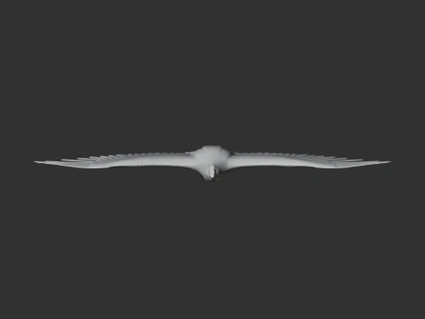 Greater Spotted Eagle 3D Model