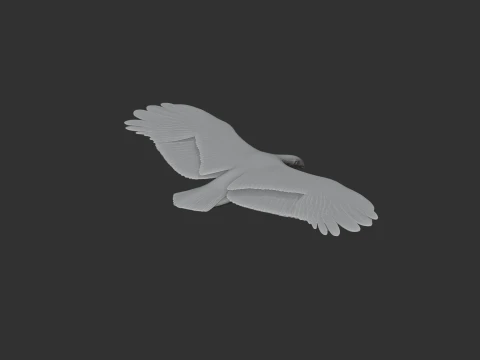 Griffon Vulture 3D Model