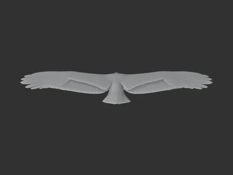 Griffon Vulture 3D Model