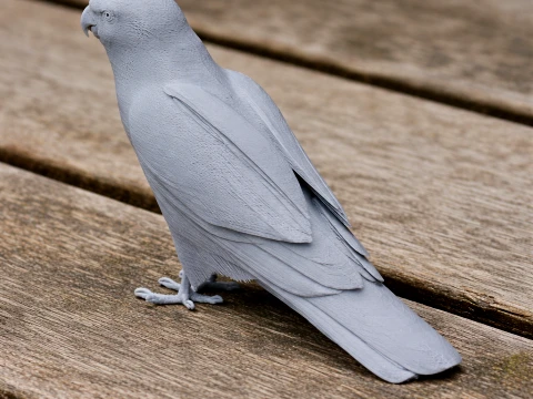 Hen Harrier 3D Model
