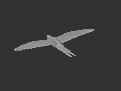 Military Macaw 3D Model