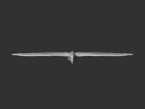 Military Macaw 3D Model