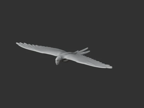 Military Macaw 3D Model