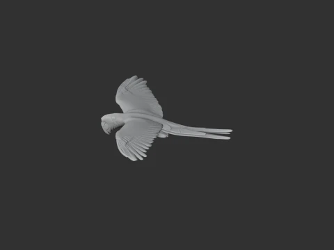 Military Macaw 3D Model